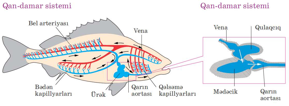 Yalangoch Avril Lavigne video Rus qizlarining uy qurilishi xususiy porno fotosuratlari