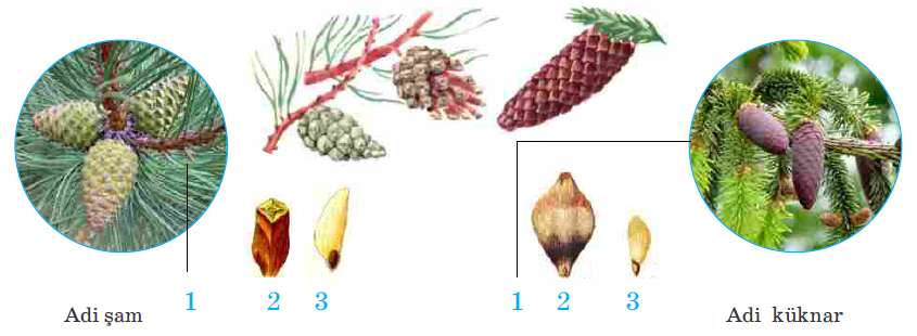 Egri qora tanli ayollarning XXX suratlari