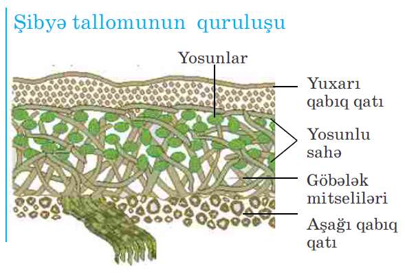 şibyələr