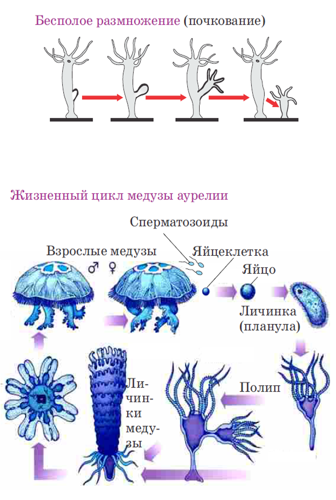 Биология – 7