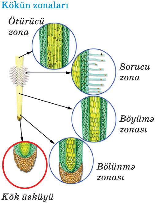 Xotinlarimizning katta kokraklari birovniki Xotinlarimizning katta kokraklari birovniki