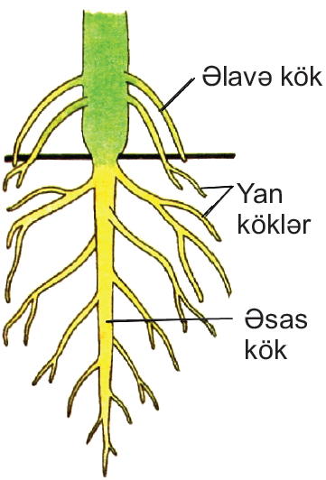 Semiz qizlar tort oyoqqa turishadi va ularning külotlarini hidlashga ruxsat berishadi