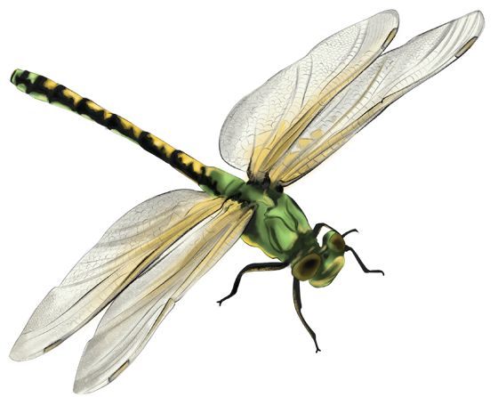 Bodring sabzi jinsiy aloqa Mushuk qiz porno