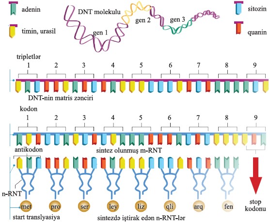 Translar bilan profillar Translar bilan profillar