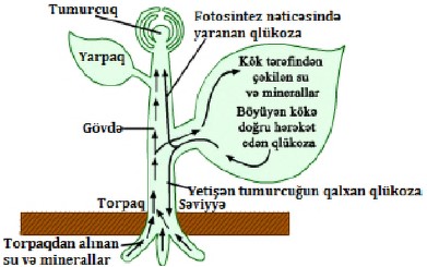 Keng son va jinsiy aloqa