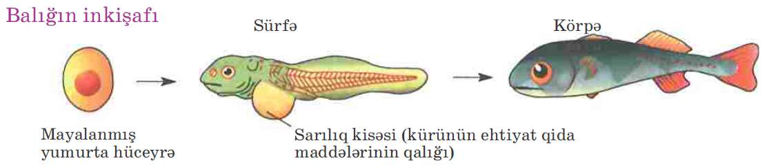 Лосось внутреннее оплодотворение. Размножение рыб 7 класс биология. Схема внешнего оплодотворения рыб. Внешнее оплодотворение у рыб. Процесс развития рыбы.