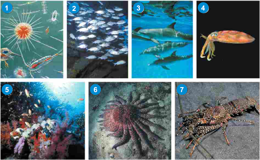 Большая часть организмов в мировом океане сосредоточены. Жизнь в мировом океане Нектон планктон бентос. Водная среда бентос планктон Нектон. Нектон Нейстон перифитон планктон и бентос. Планктон Нектон бентос схема.