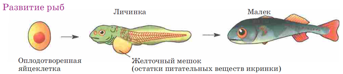 Какое оплодотворение у лосося атлантического. Органы атлантического лосося. Цикл развития лососевой рыбы. Половая система рыб. Какое оплодотворение у лосося атлантического.