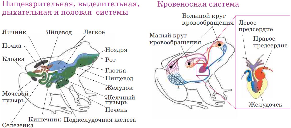 Пищеварительная и выделительная система лягушки. У амфибий есть клоака. У земноводных есть клоака. Класс птицы выделительная система. Клоака (биология).