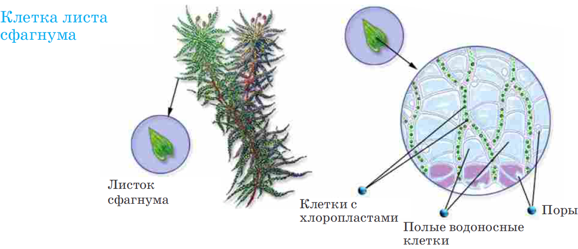 Из каких исходных клеток образуются листья мха