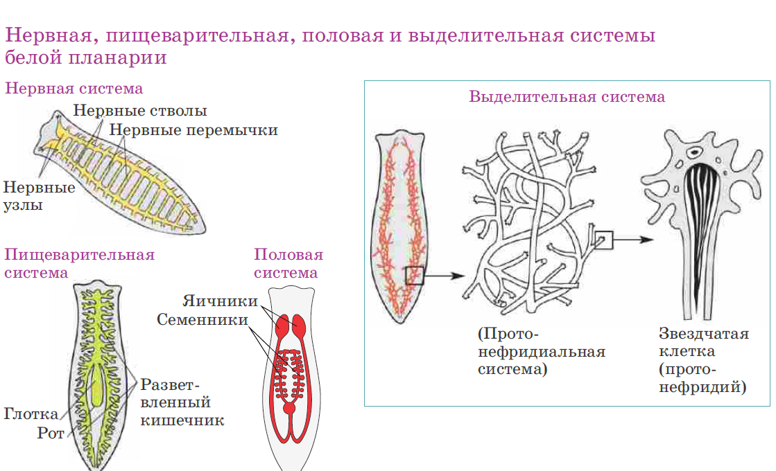 Органы выделительной системы червя. Строение выделительной системы планарии. Выделительная система плоских червей схема. Строение выделительной системы плоских червей. Тип плоские черви выделительная система.