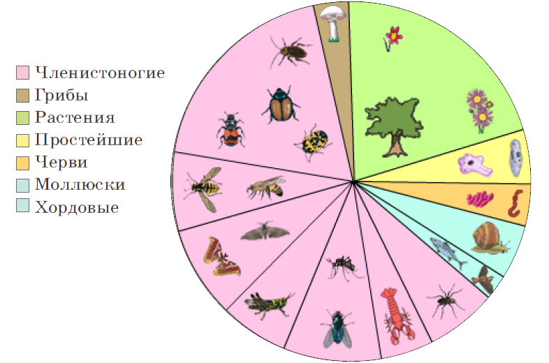 Какая группа животных представлена наибольшим числом видов проанализируйте рисунок на с 95 учебника