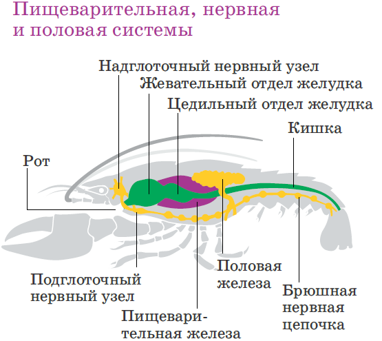 Пищеварительная система ракообразных