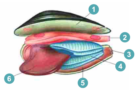 Мантия полость это пространство. Мантийная полость двустворчатых моллюсков. Внутреннее строение беззубки. Жабры двустворчатых моллюсков. Строение жабр двустворчатого моллюска.