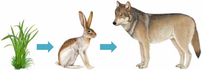 Бактерии гниения лось ель заяц волк лиственница. Цепь питания осина заяц волк. Трава заяц волк цепь питания. Пищевая цепочка осина заяц волк. Пищевая цепь с зайцем и волком.