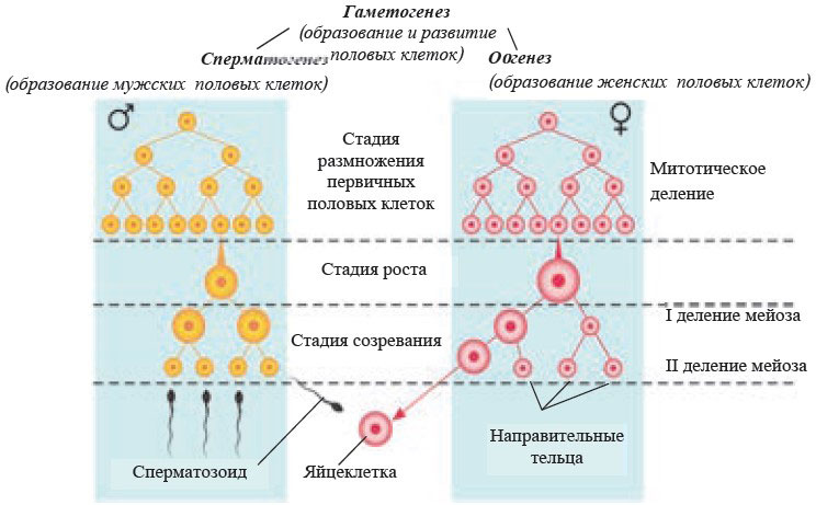 Образование клеток