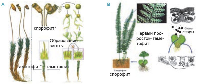 Половое поколение мхов представлено
