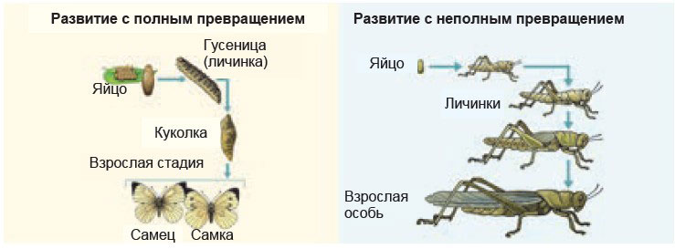 Животные с непрямым развитием. Животные с непрямым типом развития. Схема постэмбрионального развития муравья. Названия животных с непрямым типом развития.