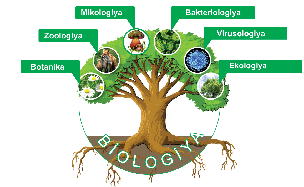 Наука ботаника и зоология. Дерево биологических наук. Дерево с науками биологии. Древо биологических наук. Биологические науки 5 класс.