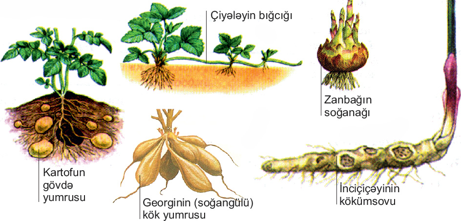 Подземный побег картофеля. Столоны седмичника и клубни картофеля биология 6 класс. Корневище и луковица. Корневище луковица клубень Нарцисс. Корневище клубень луковица таблица.