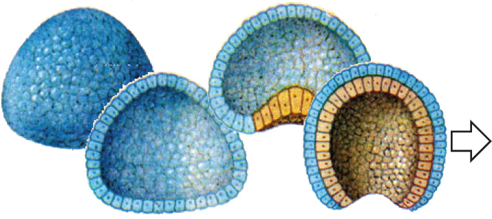 Однослойный зародыш в форме шара. Шарообразный зародыш. Многоклеточный зародыш. Многоядерная клетка и многоклеточный зародыш.