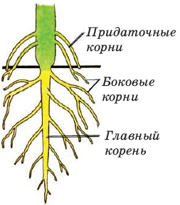 Функция корня стебля