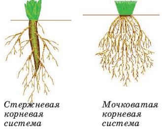 Нарисовать стержневую и мочковатую корневую систему