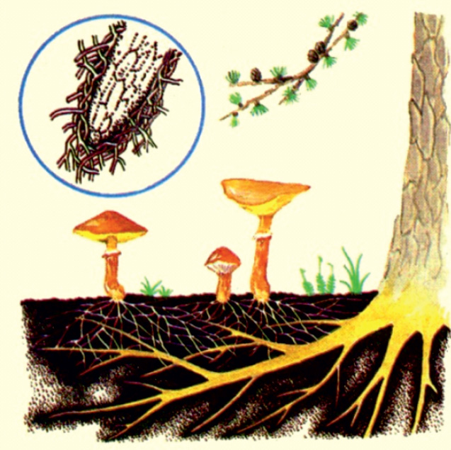 Корни грибов как называется. Шляпочные грибы микориза. Грибница микориза. Микориза с грибами-симбионтами. Микориза грибокорень.