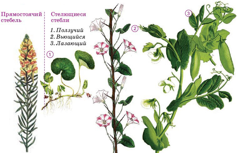 Какие есть стебли у растений