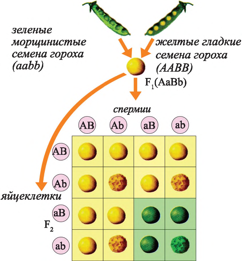 Генотип полученного потомства с зелеными плодами. Схема скрещивания гороха Мендель. Горох Мендель генетика. Грегор Мендель опыт с горохом. Горох Менделя схема 2.