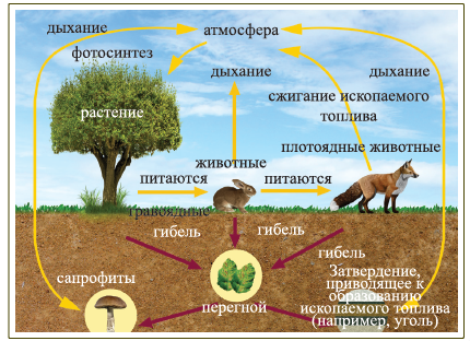 Биологический цикл кислорода схема. Круговорот веществ в природе кислород. Круговорот веществ кислорода схема. Круговорот кислорода в природе.