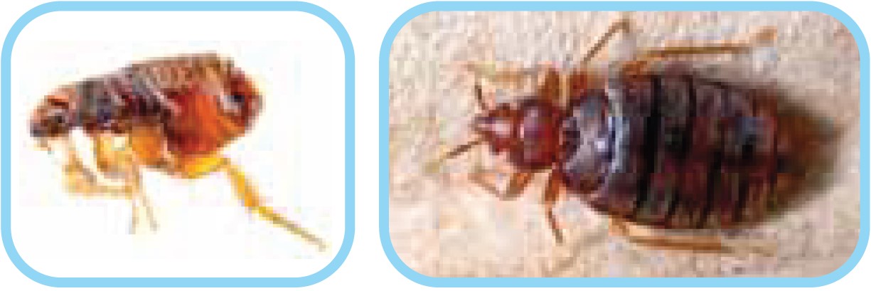 Biologiya 7 (2-ci hissə)