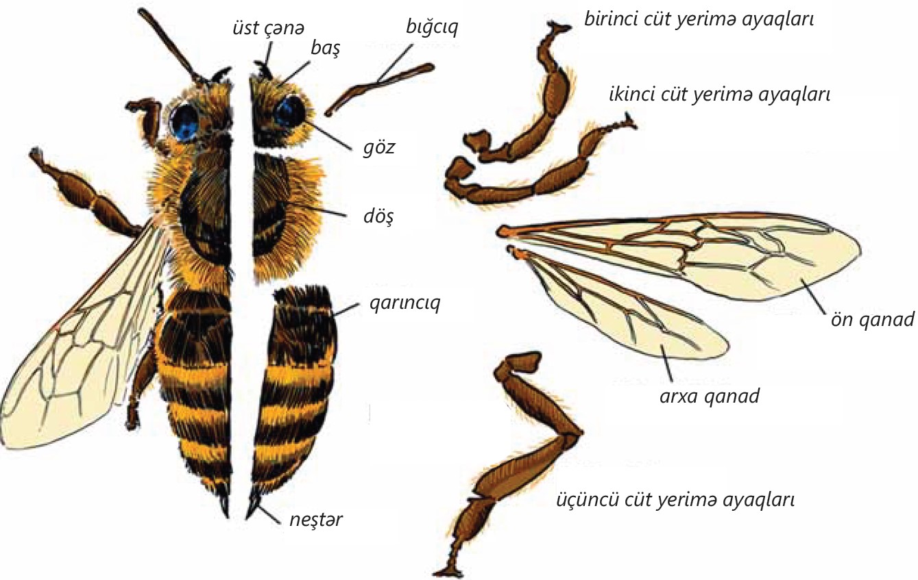 Biologiya 7 (2-ci hissə)