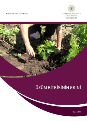 Üzüm bitkisinin əkini