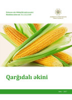 Qarğıdalı əkini